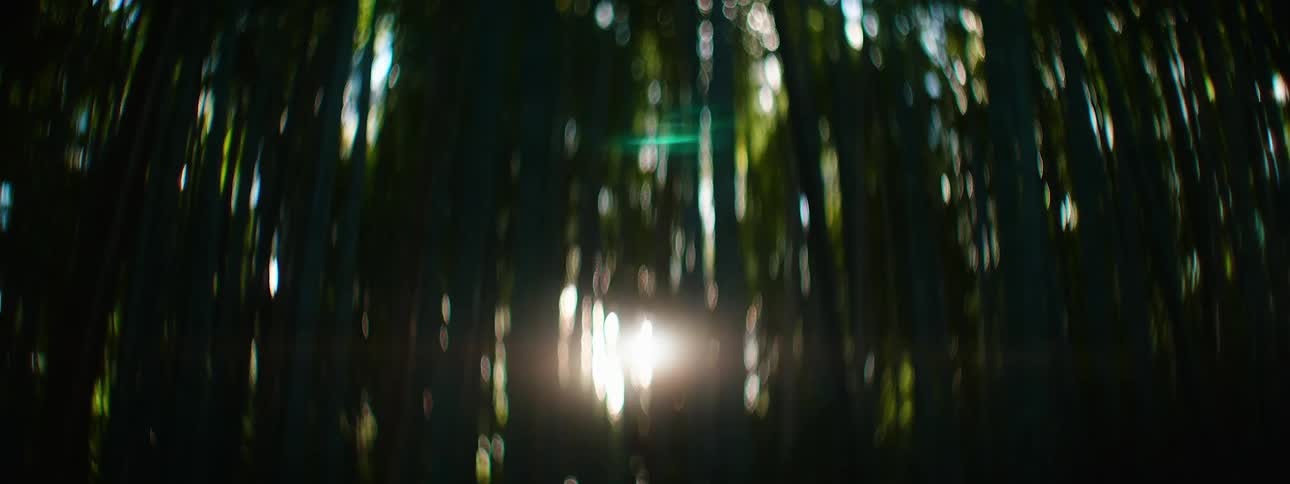 A wall of bamboo trees is swaying in the breeze while the suns light is peeking through from behind