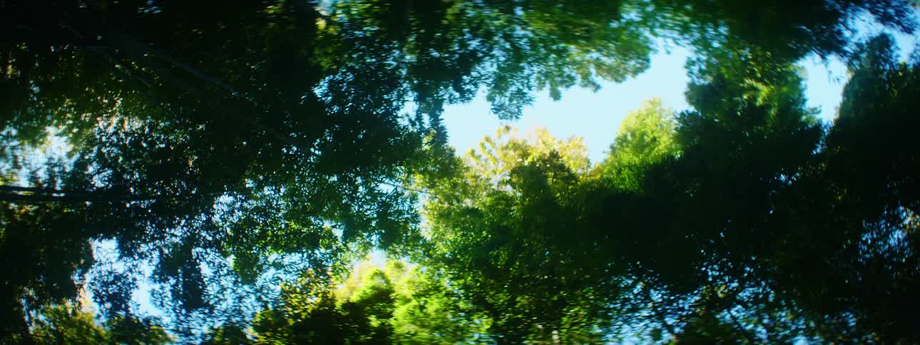 The wind is blowing all the branches in the forest
