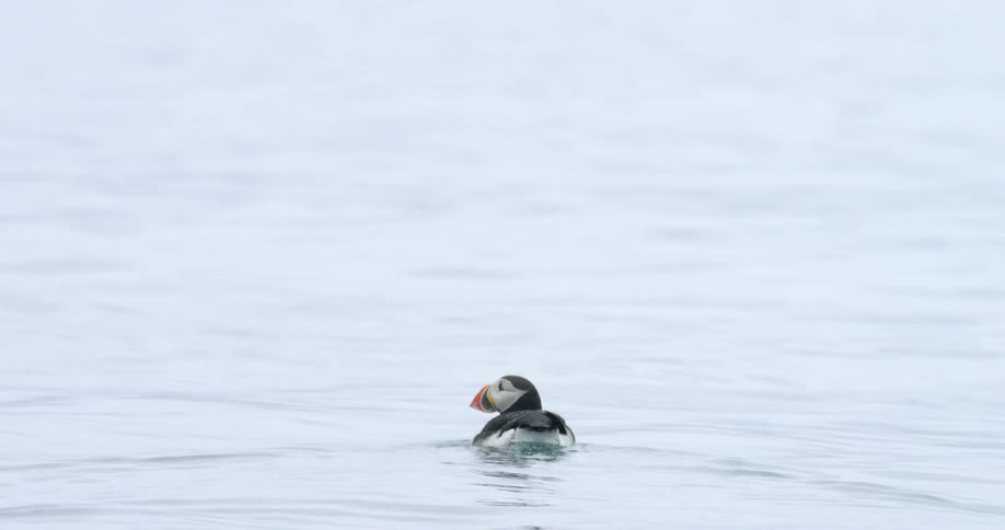 A bird is swimming in the water