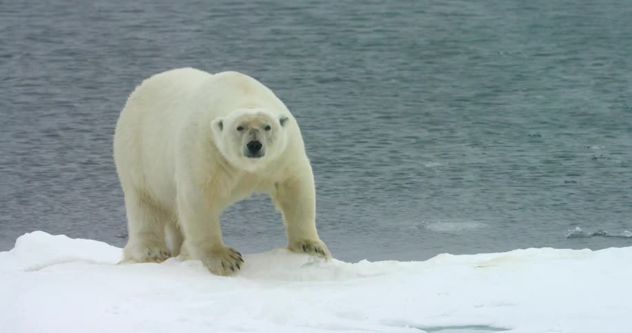 A polar bear stands on a chunk of ice