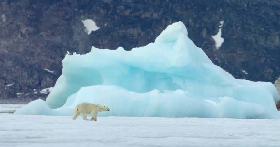 A polar bear walks across ice