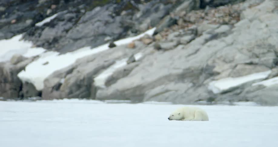 A polar bear lies in the snow