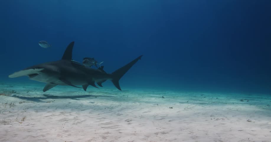 A hammerhead shark swims over the seabed among other fish as sunlight shines from above