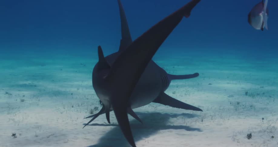 A hammerhead shark swims over the seabed behind a fish as the sunlight shines from above