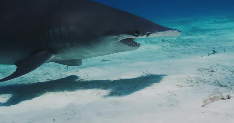 Hammerhead shark swimming in water