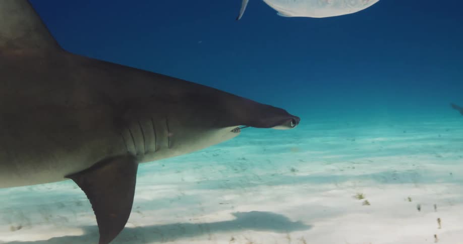 A hammerhead shark swims along the ocean floor near other sharks and fish