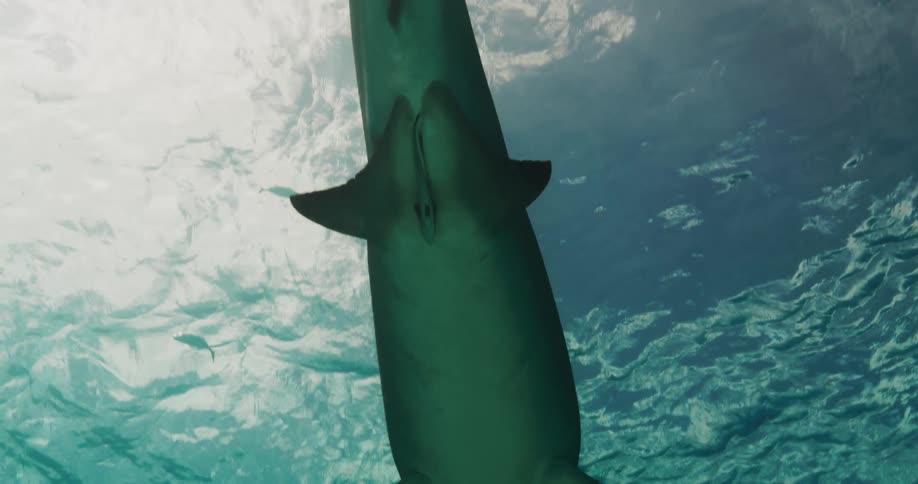 A hammerhead shark moves underwater