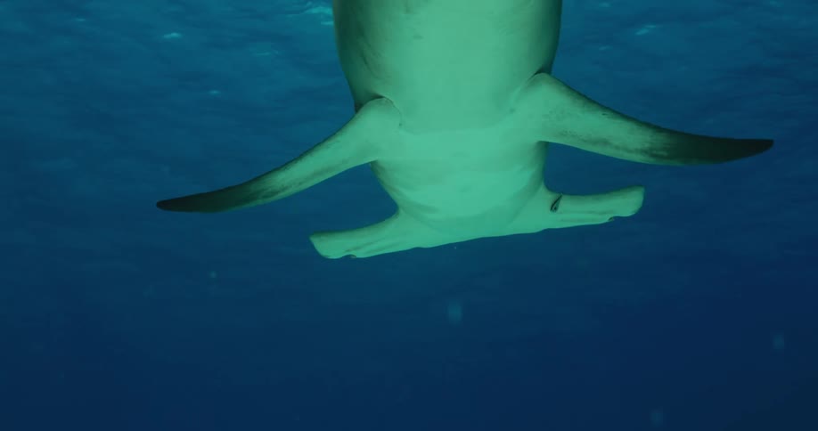 Hammerhead shark swims a short distance from the surface followed by smaller fishes