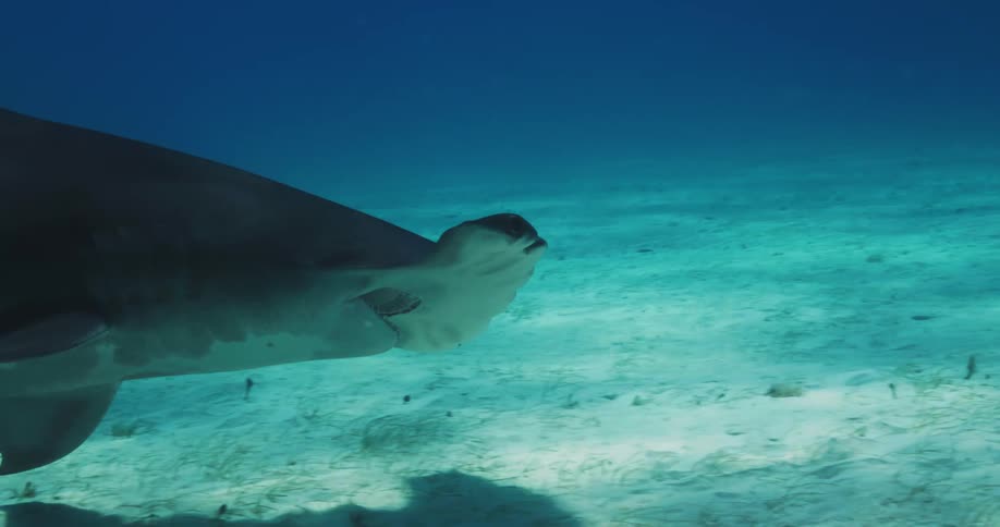 Sunlight shines through the water as a hammerhead shark cast a shadow swimming along the seabed
