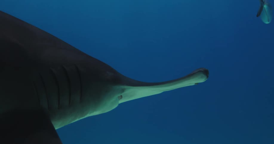 A hammerhead shark has its mouth open as it swims over the seabed among small fish