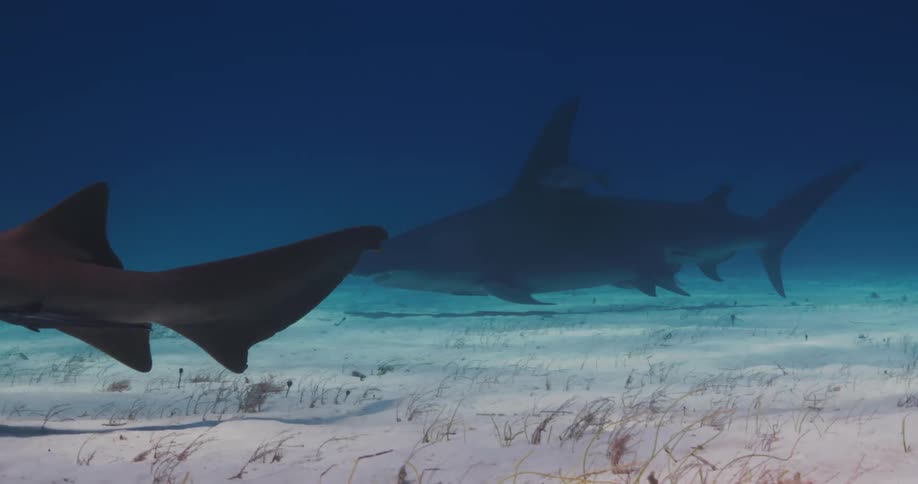 Sharks swim underwater near the sea floor during the day