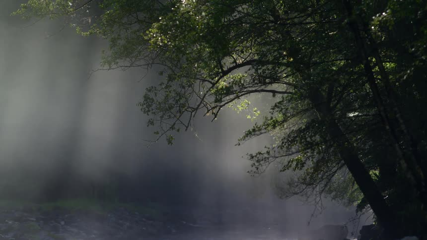Forest area with beams of sunlight coming in through trees narrow dof