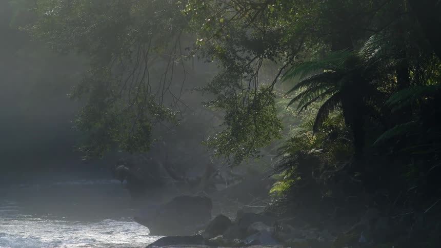 Part of a river or stream running through wilderness area lots of greenery gentle movement