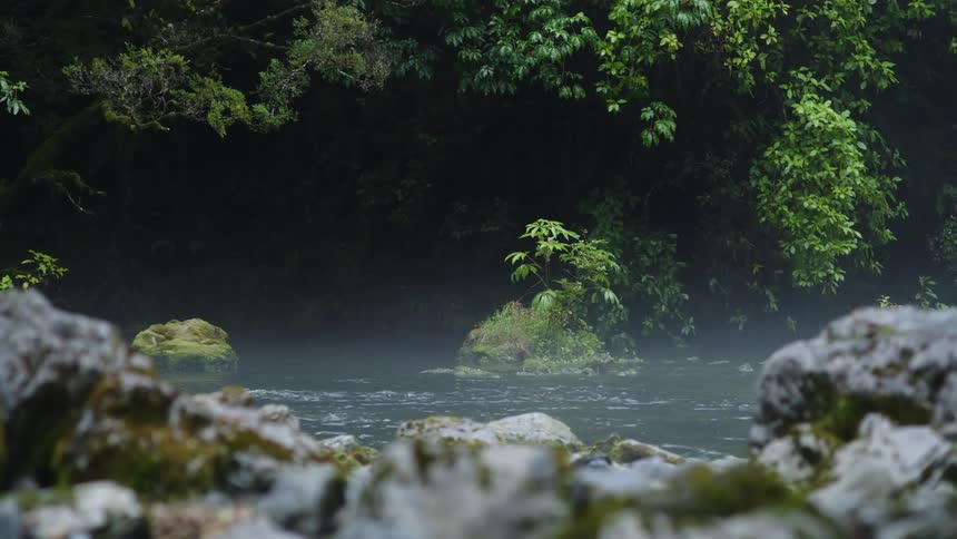 The sun shines on a stream flowing through the forest with moss covered rocks along the riverbed