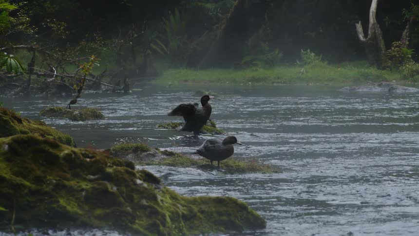 A pair of birds stand on the edges of a river during the day