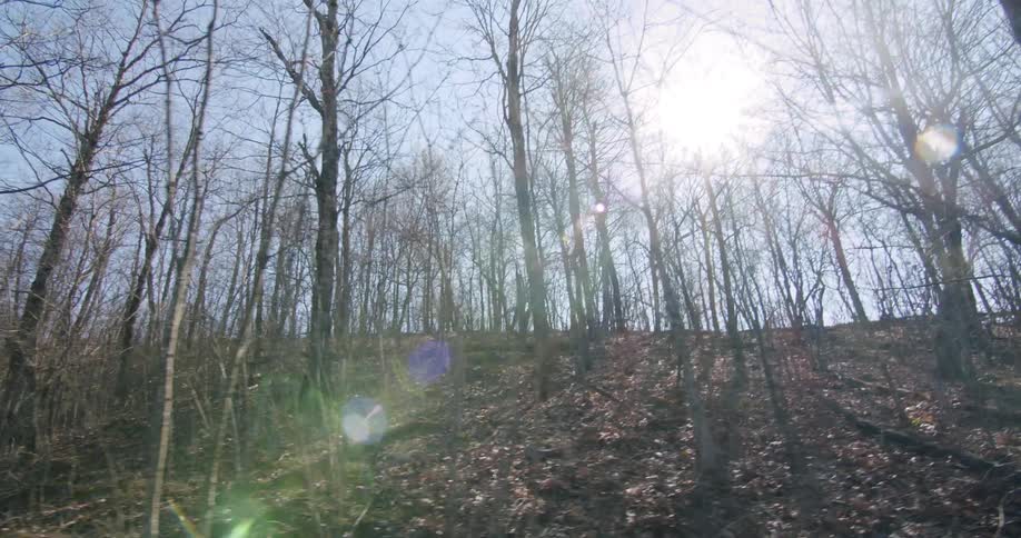 Sunlight shines through barren trees in the woods