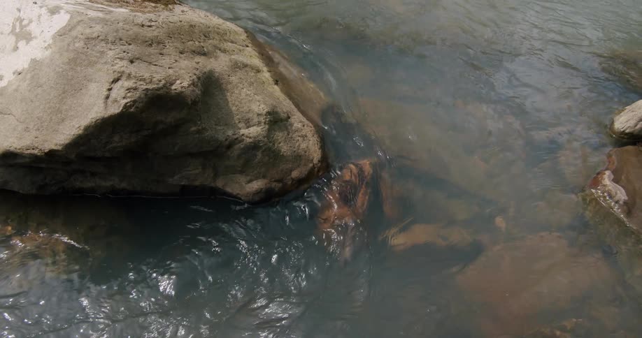Small area of bond or brook moving rapidly around a rock shallow water with rocks on bed