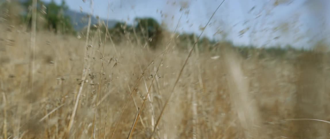 Moving through blades of yellow grass through open field in wilderness area
