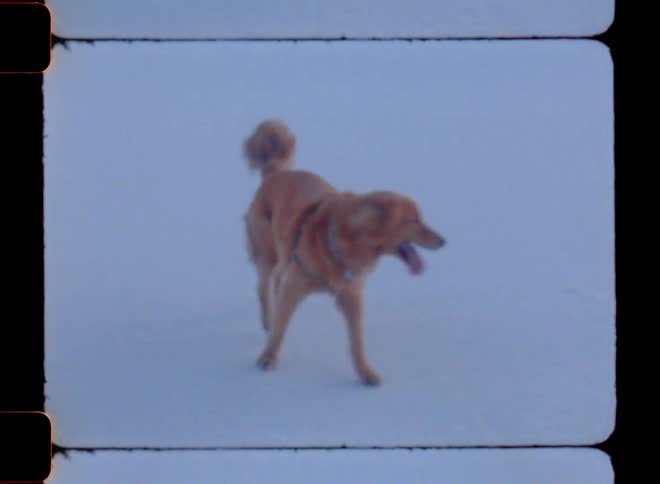 Dog wags its tail while walking away from person wearing cold weather gear