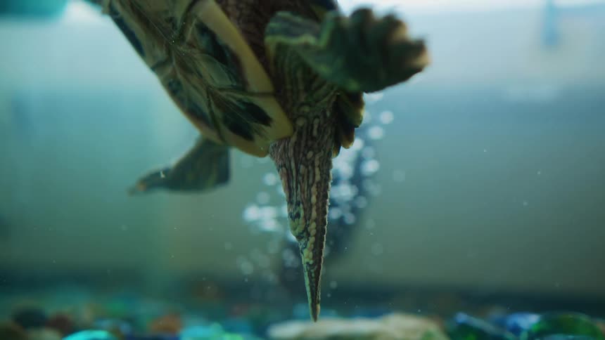 Turtles swim in aquarium with view of windows
