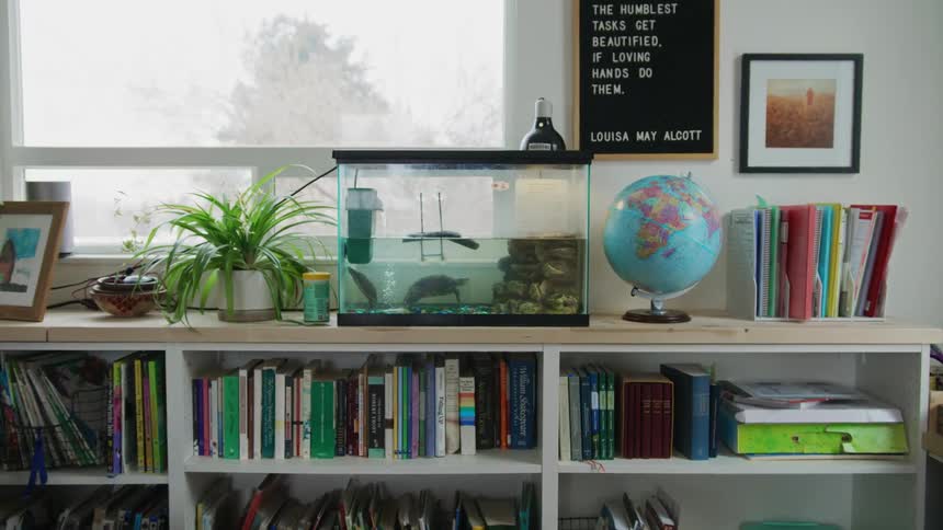 Turtle swimming in an aquarium sitting on a shelf in a classroom