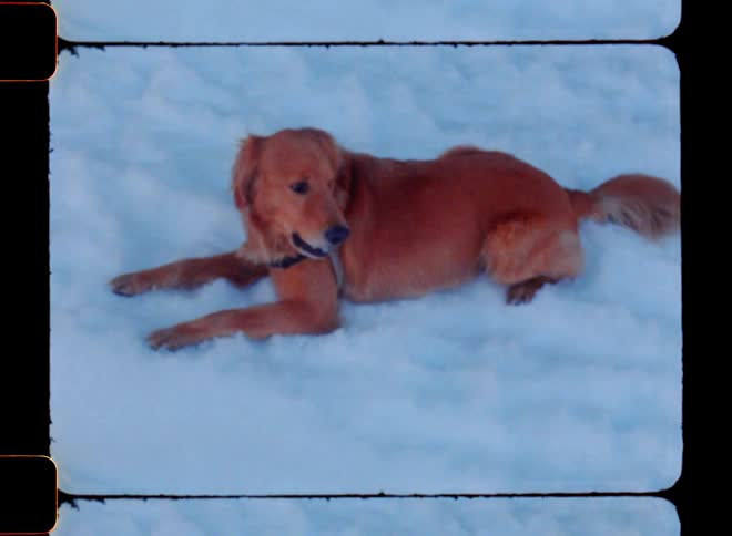 A golden retriever laying in the snow while it eats it and looks around