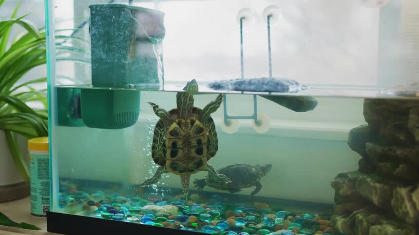 A turtle swims to the top of a tank to get air
