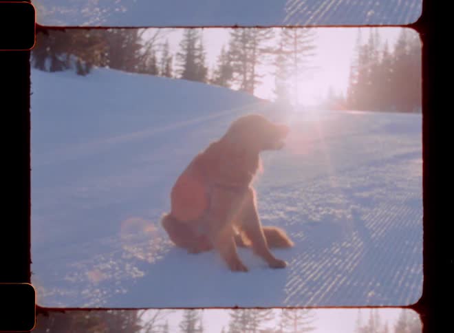 A dog sitting in the snow scratching itself then getting up and running around near the owner