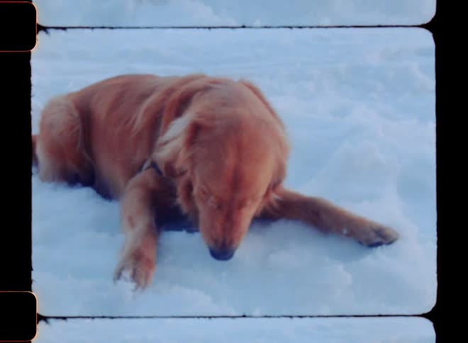 A golden retriever chews on snow while laying on it