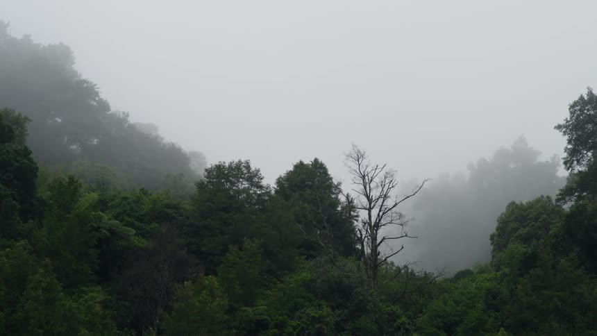 A foggy sky over a dense forest during the day