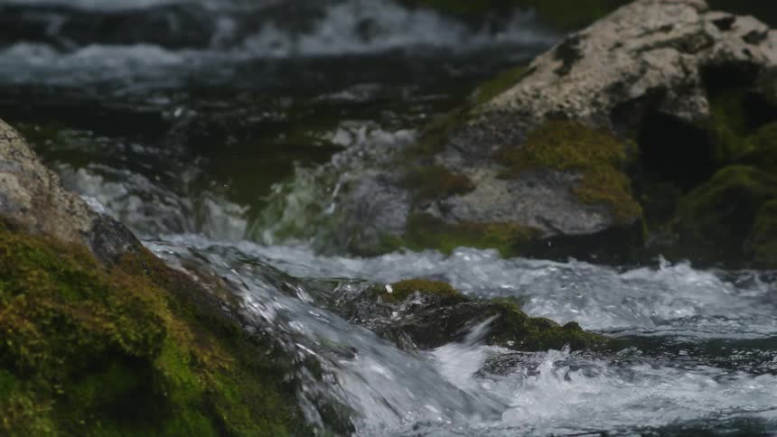Water in a stream splashes as it flows over moss covered rocks