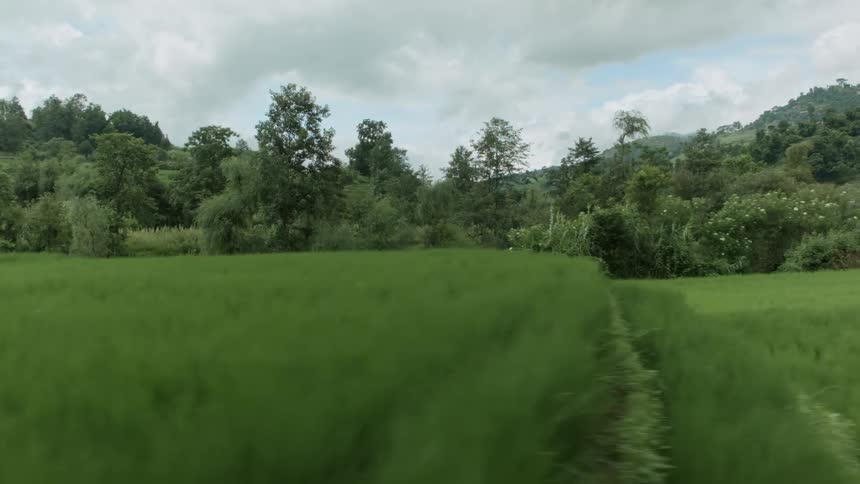 Aerial view of a the green stalks of a rice field