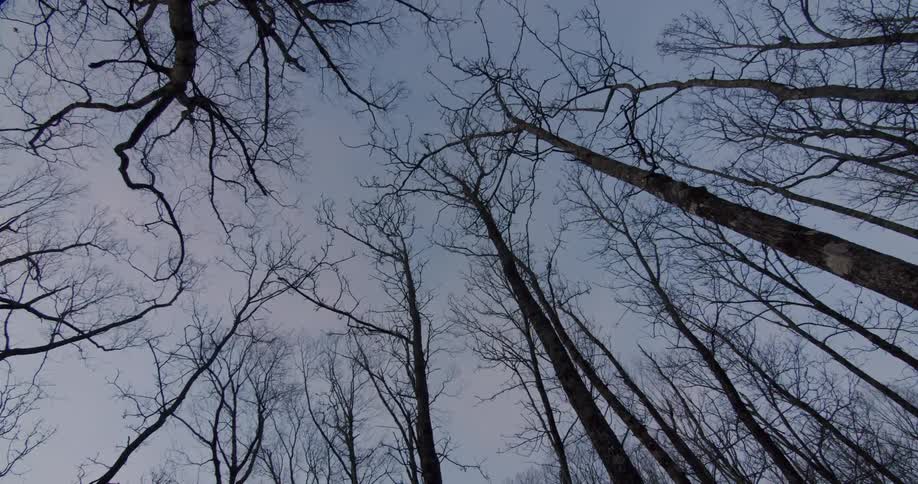 Tall bare trees in the woods move in the wind on a winter day