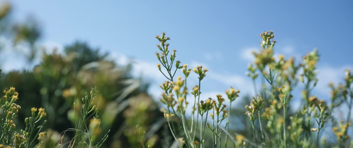 The sun shines upon flower buds that are ready to bloom as they sway in the breeze