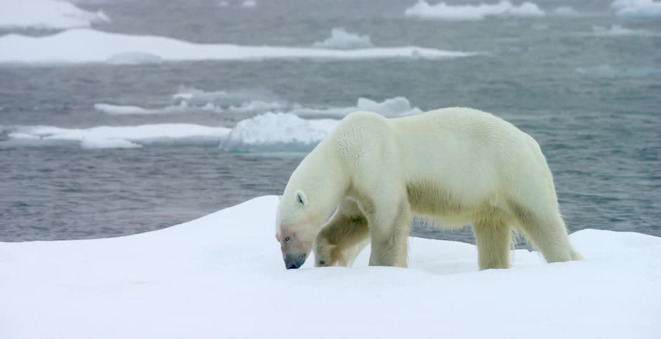 A polar bear walks along ice near the water