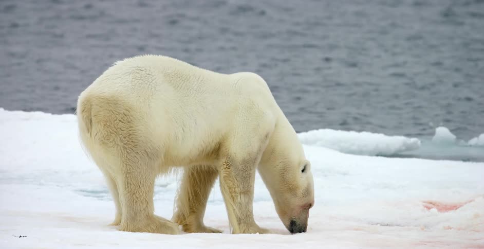 A polar bear is drinking some water in the ice
