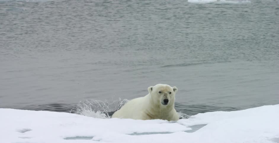 A polar bear falls off a chunk of ice