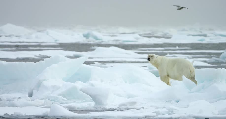 A polar bar looks at the birds flying over him