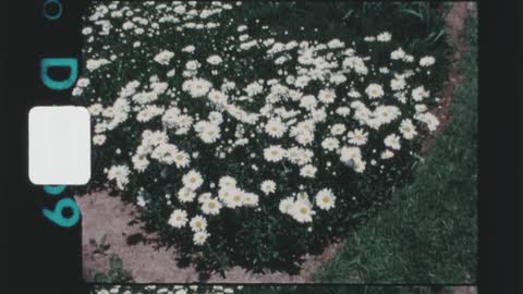 Vintage footage of a bunch of daisies growing together in a section of a garden next to a lawn