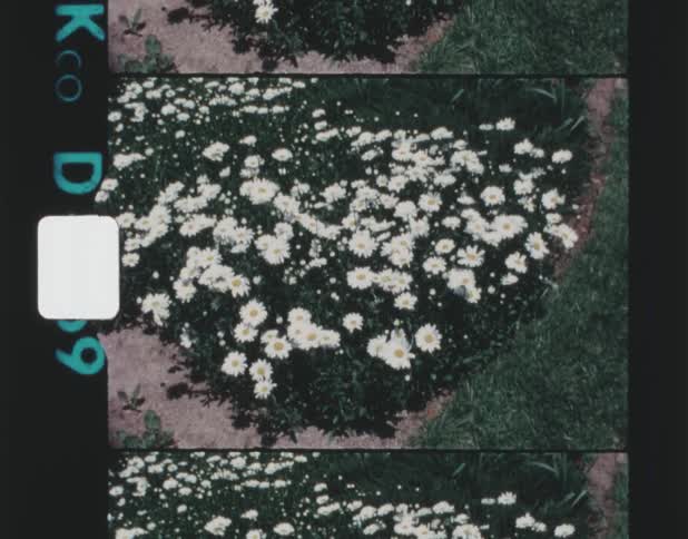 Vintage footage of a bunch of daisies growing together in a section of a garden next to a lawn