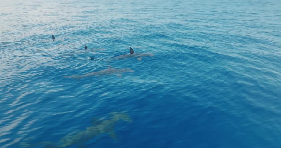 An aerial view of dolphins swimming in the ocean