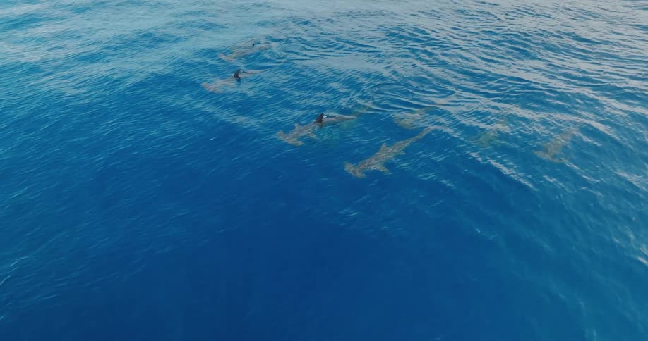 Sharks are swimming in the ocean water during midday