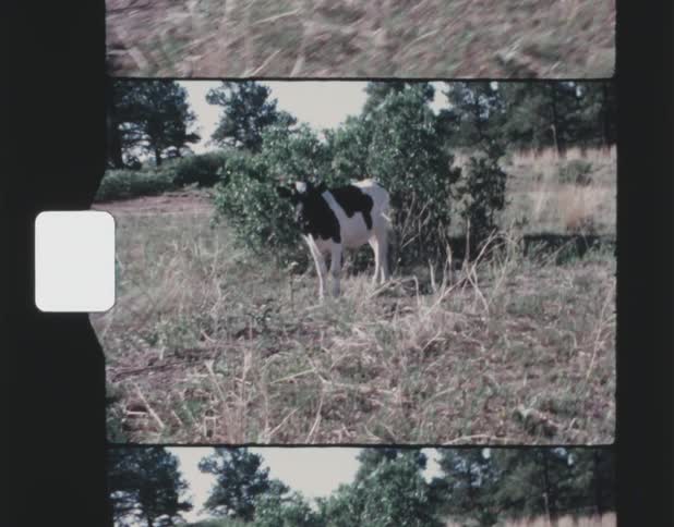 A cow is standing in the grass