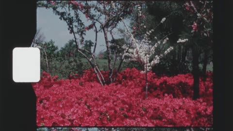Whiteflowering tree contrasts with reddishflowering plants surrounding it