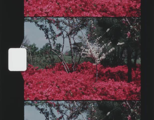 Whiteflowering tree contrasts with reddishflowering plants surrounding it