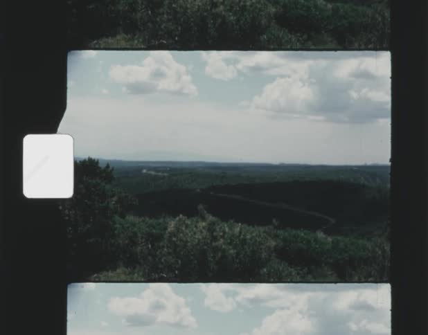 Film footage of a forest during the midday