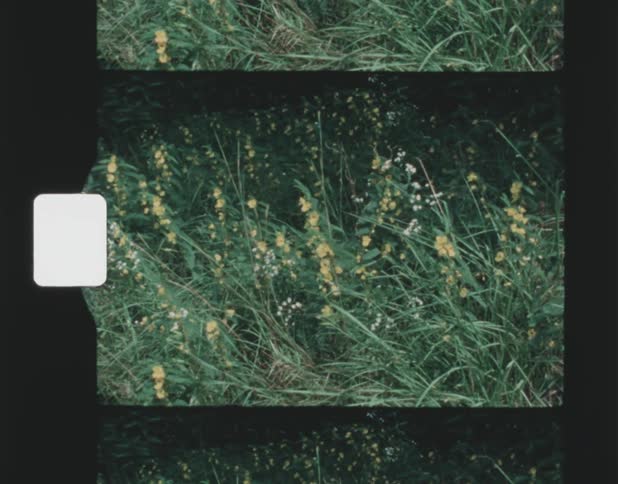 White and yellow flowers growing with tall grass