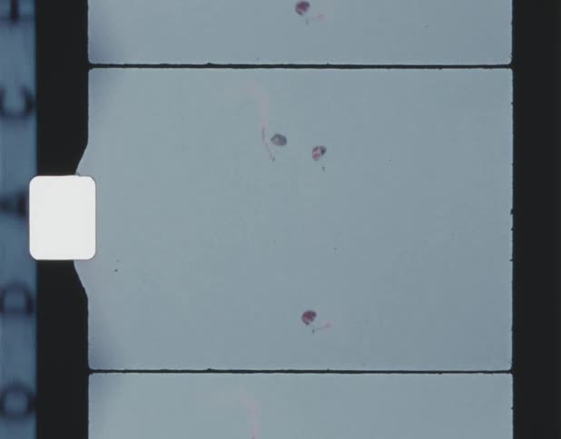 People parachuting in the sky on different parachutes