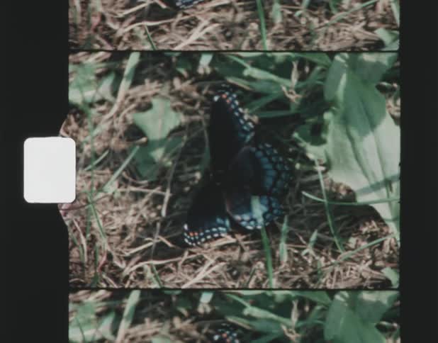 A view of a butterfly on some grass
