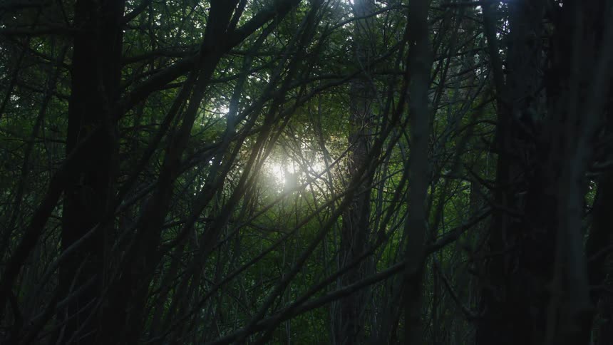 The sun shines through dense trees in the woods